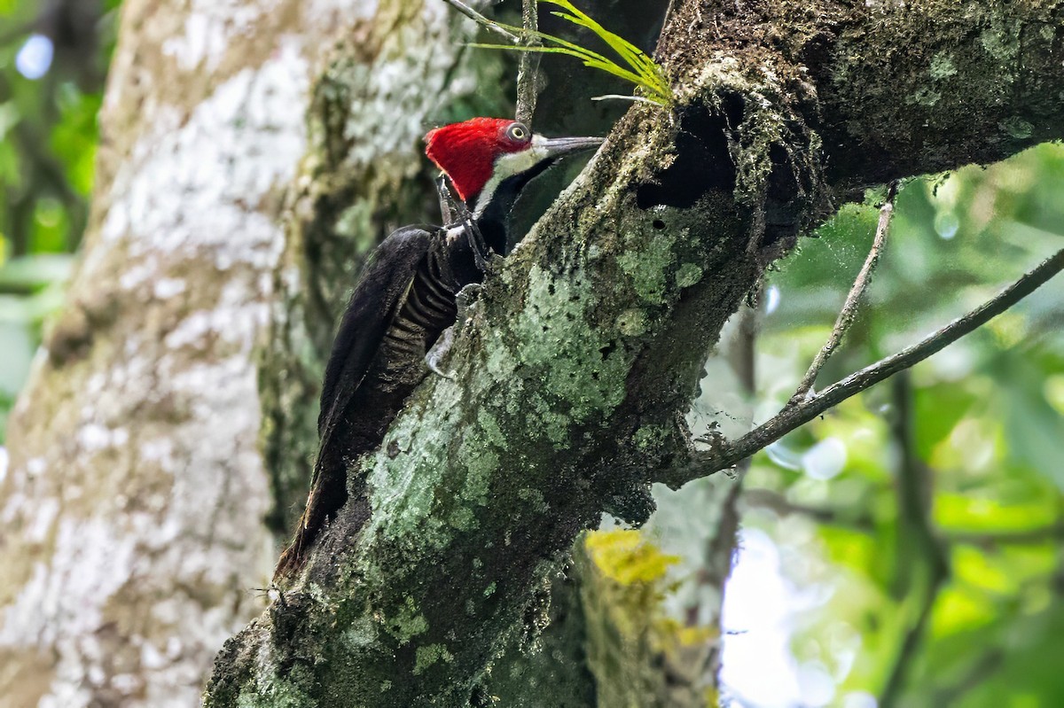 Crimson-crested Woodpecker - ML617313894