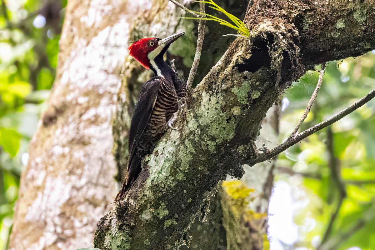 Crimson-crested Woodpecker - ML617313895