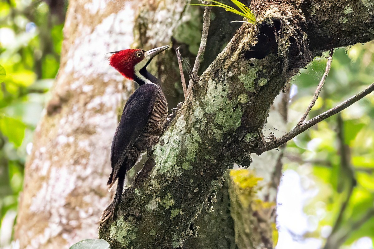 Crimson-crested Woodpecker - ML617313899