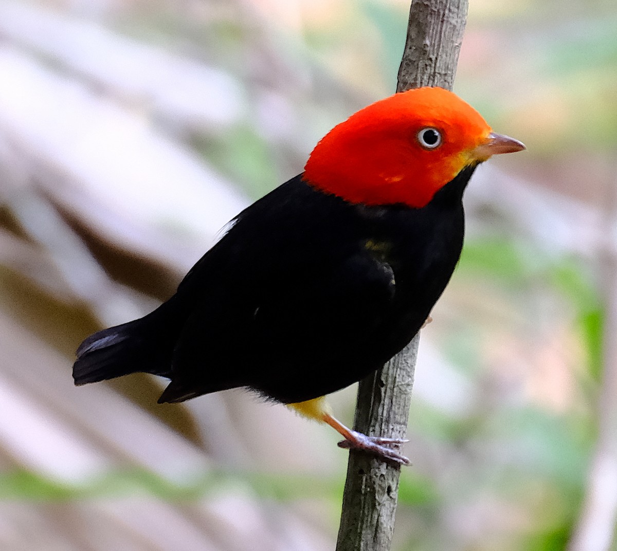 Red-capped Manakin - ML617313930