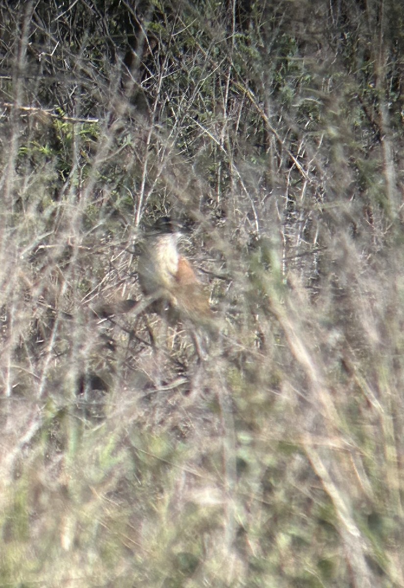 White-browed Coucal (Burchell's) - ML617313976