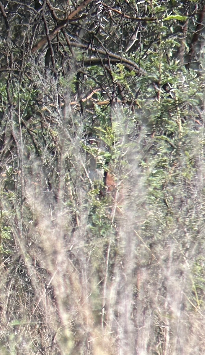 White-browed Coucal (Burchell's) - ML617313978