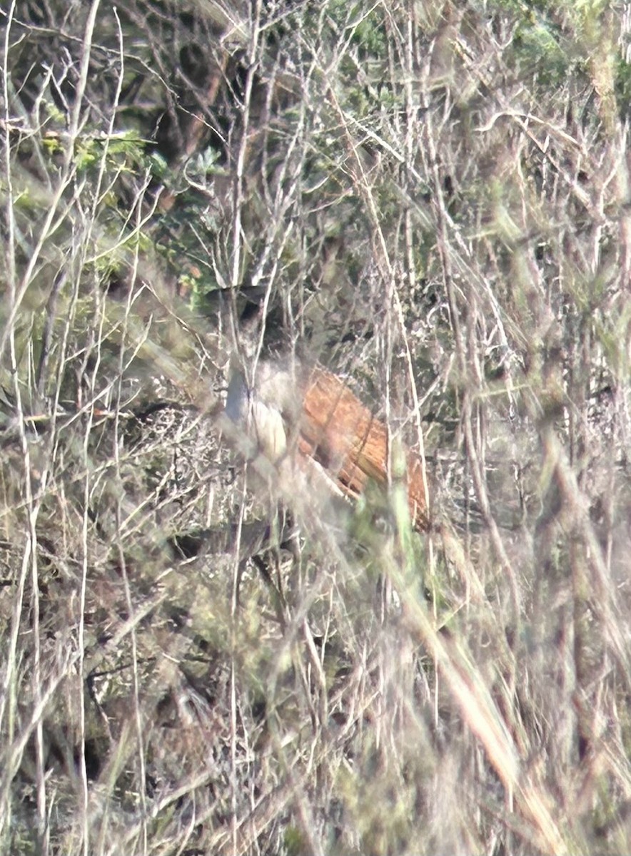 White-browed Coucal (Burchell's) - ML617313980