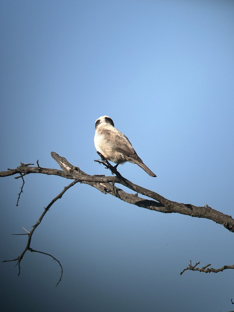White-crowned Shrike - ML617314044