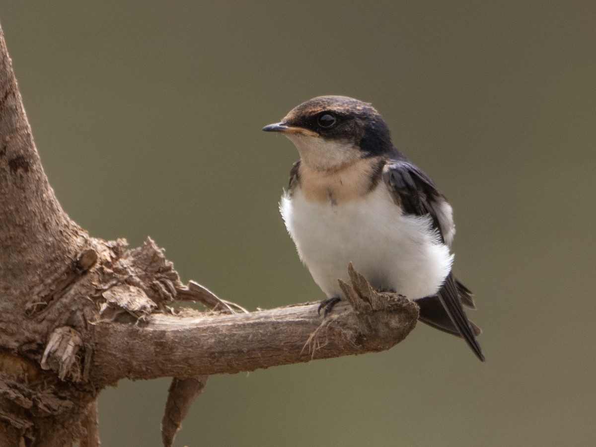 Wire-tailed Swallow - ML617314281