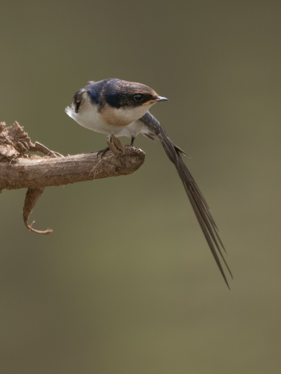 Wire-tailed Swallow - ML617314282