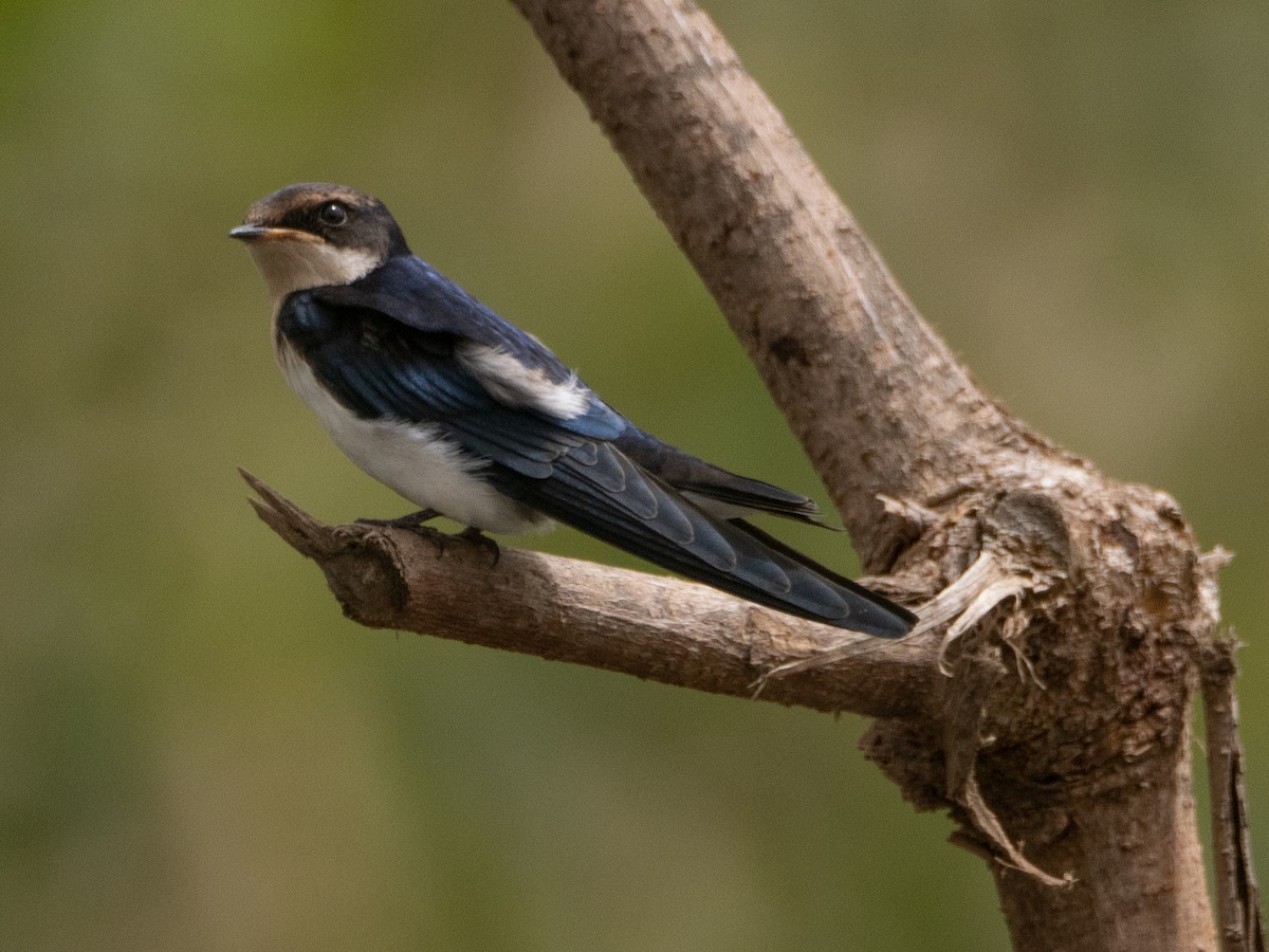 Wire-tailed Swallow - ML617314283