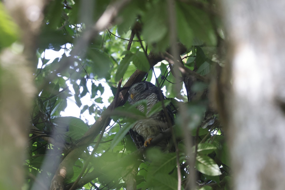 African Wood-Owl - ML617314396