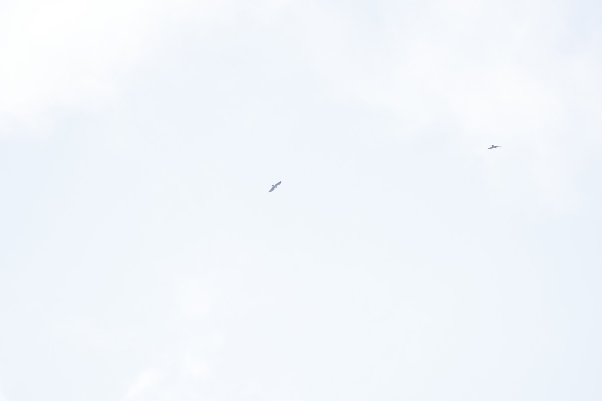 Орел-карлик білоголовий - ML617314436