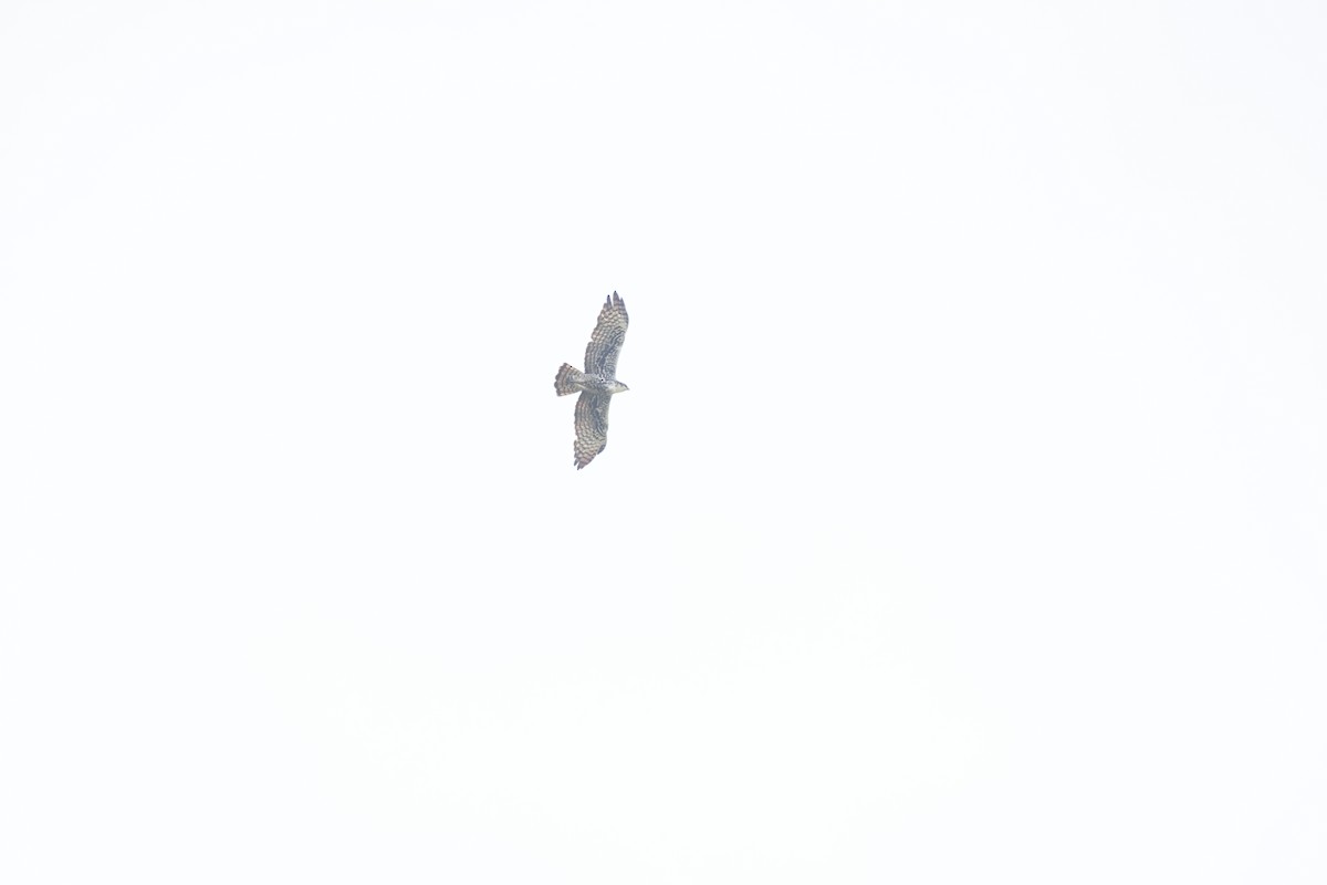 Ayres's Hawk-Eagle - ML617314777