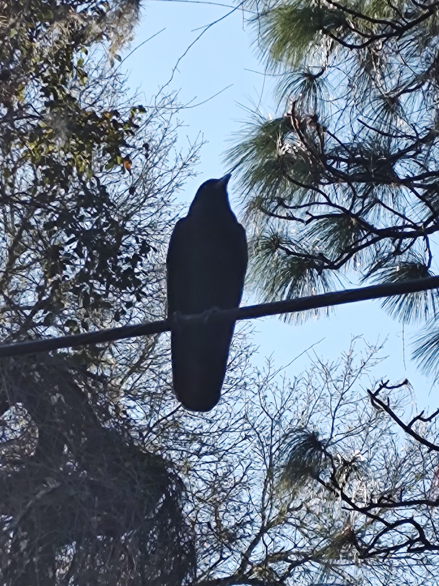 Corvus sp. (crow sp.) - ML617314977