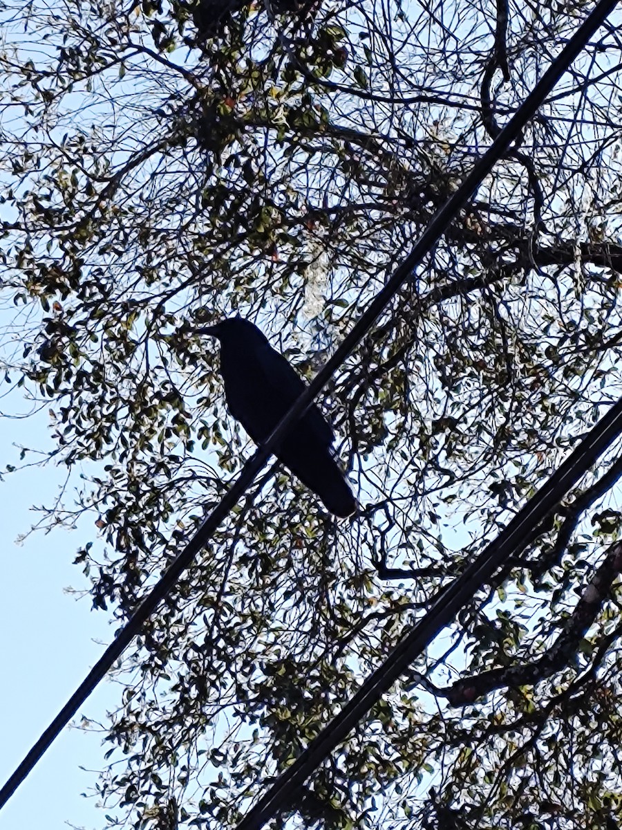 Corvus sp. (crow sp.) - ML617314978
