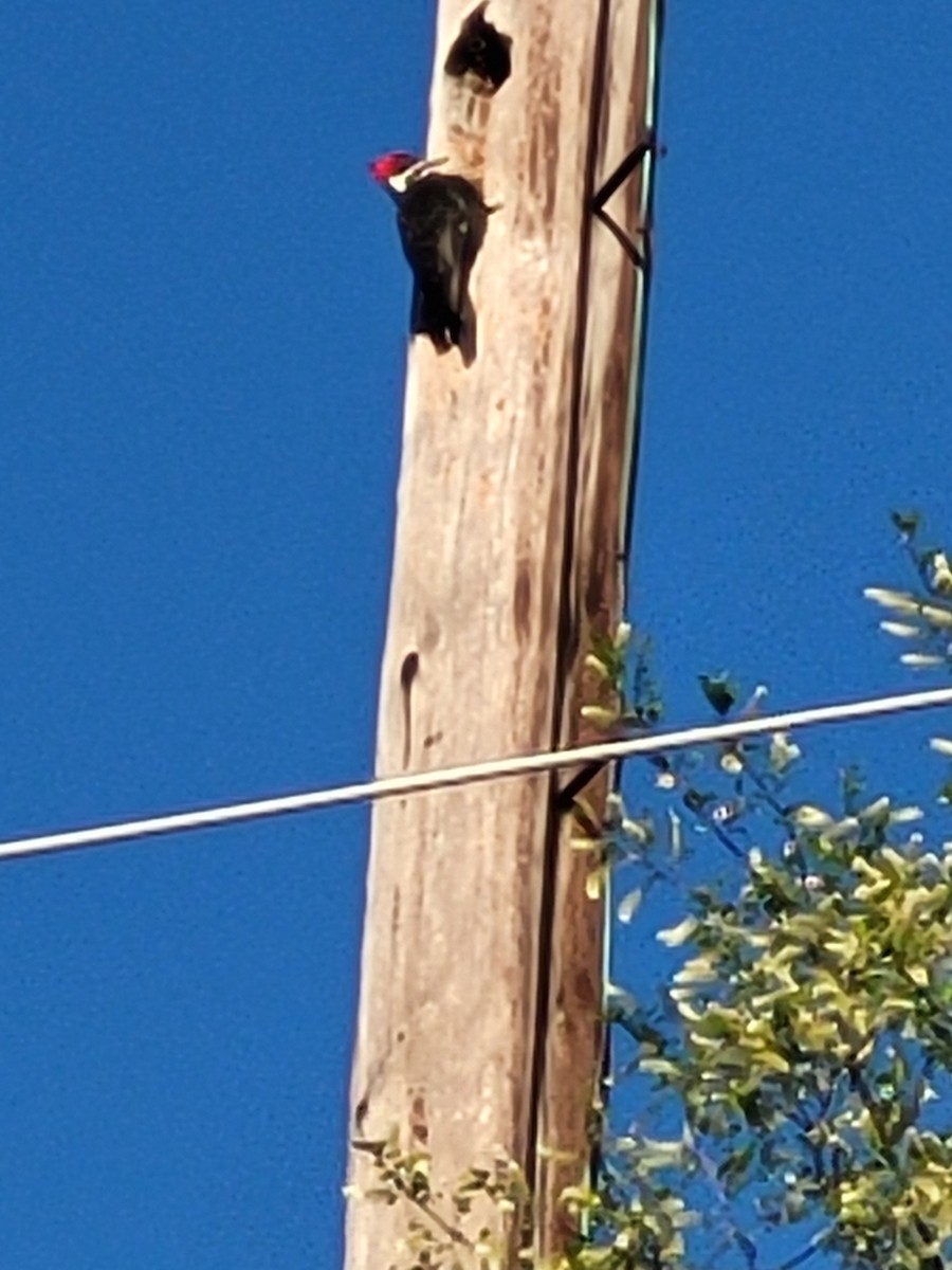 Pileated Woodpecker - ML617315021