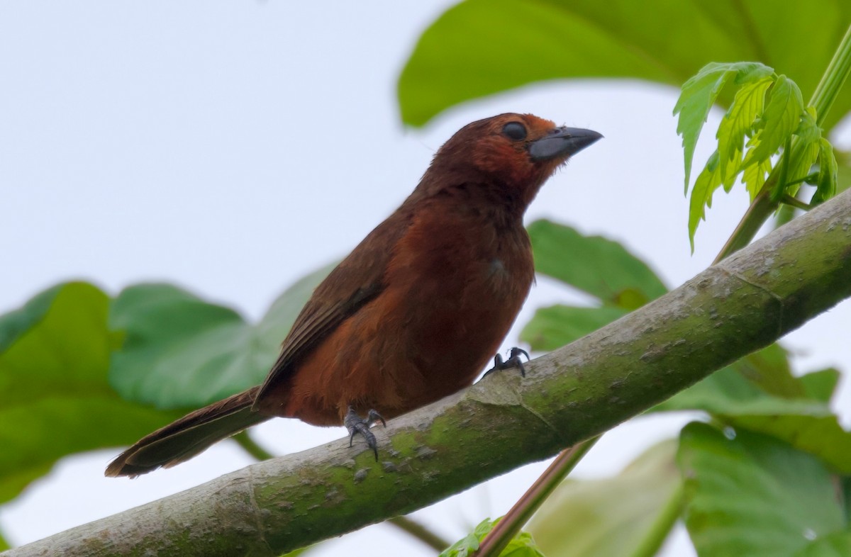 Black-bellied Tanager - ML617315126