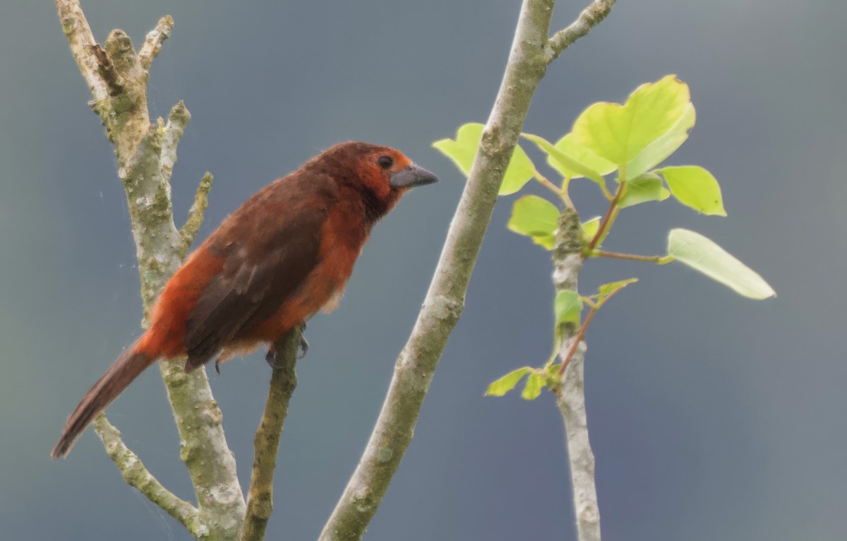 Black-bellied Tanager - ML617315192
