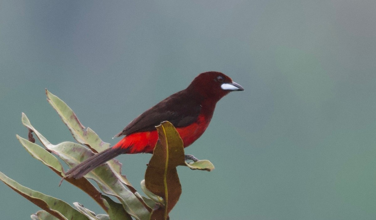 Black-bellied Tanager - ML617315213