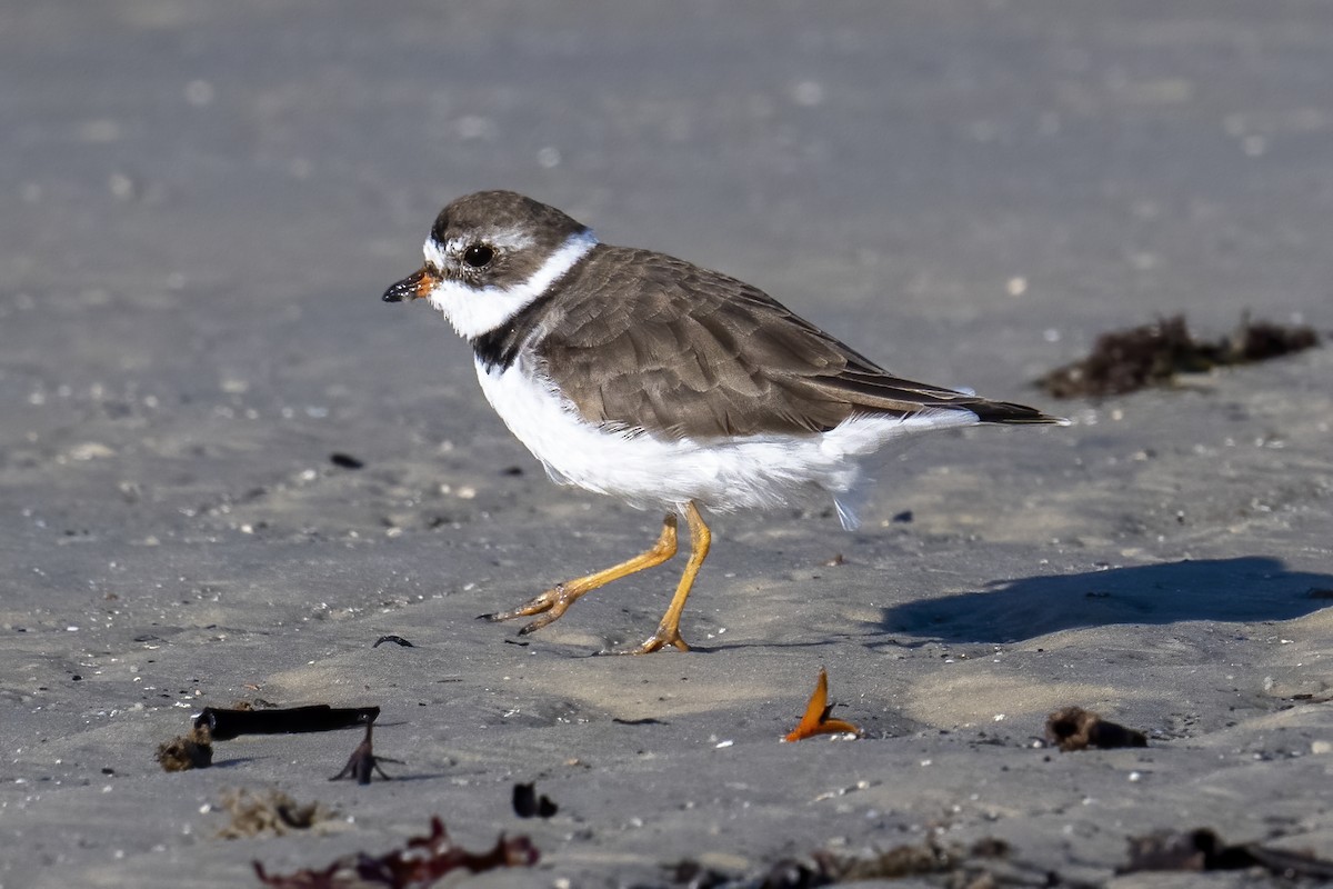 Semipalmated Plover - Peter Hawrylyshyn