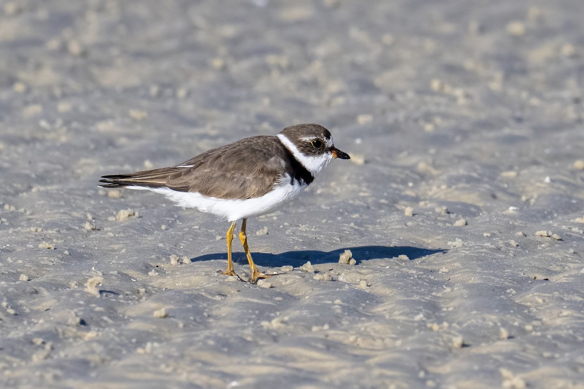 Semipalmated Plover - ML617315222