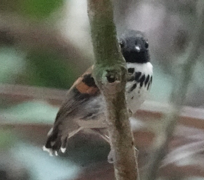 Spotted Antbird - ML617315234