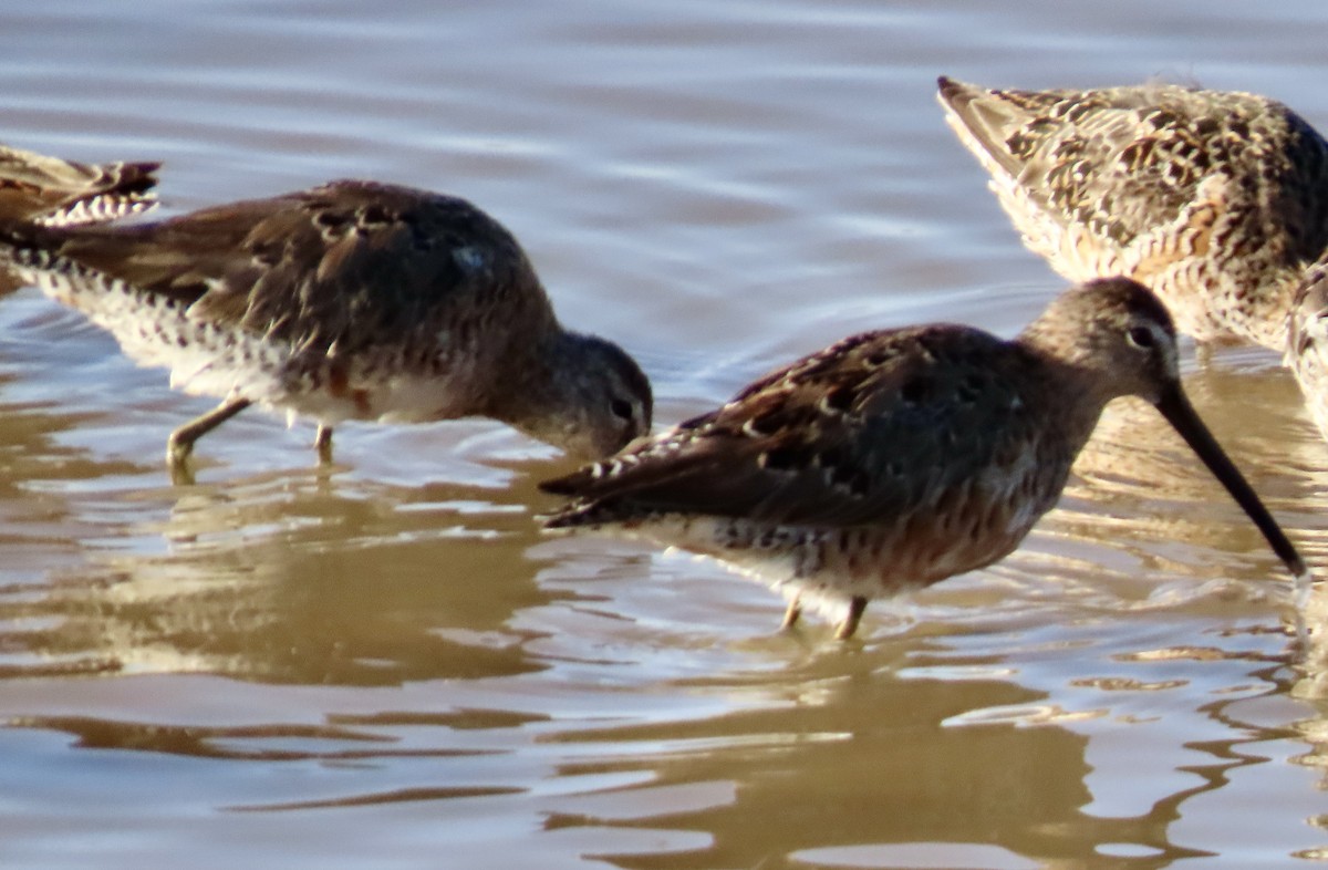 Long-billed Dowitcher - ML617315254