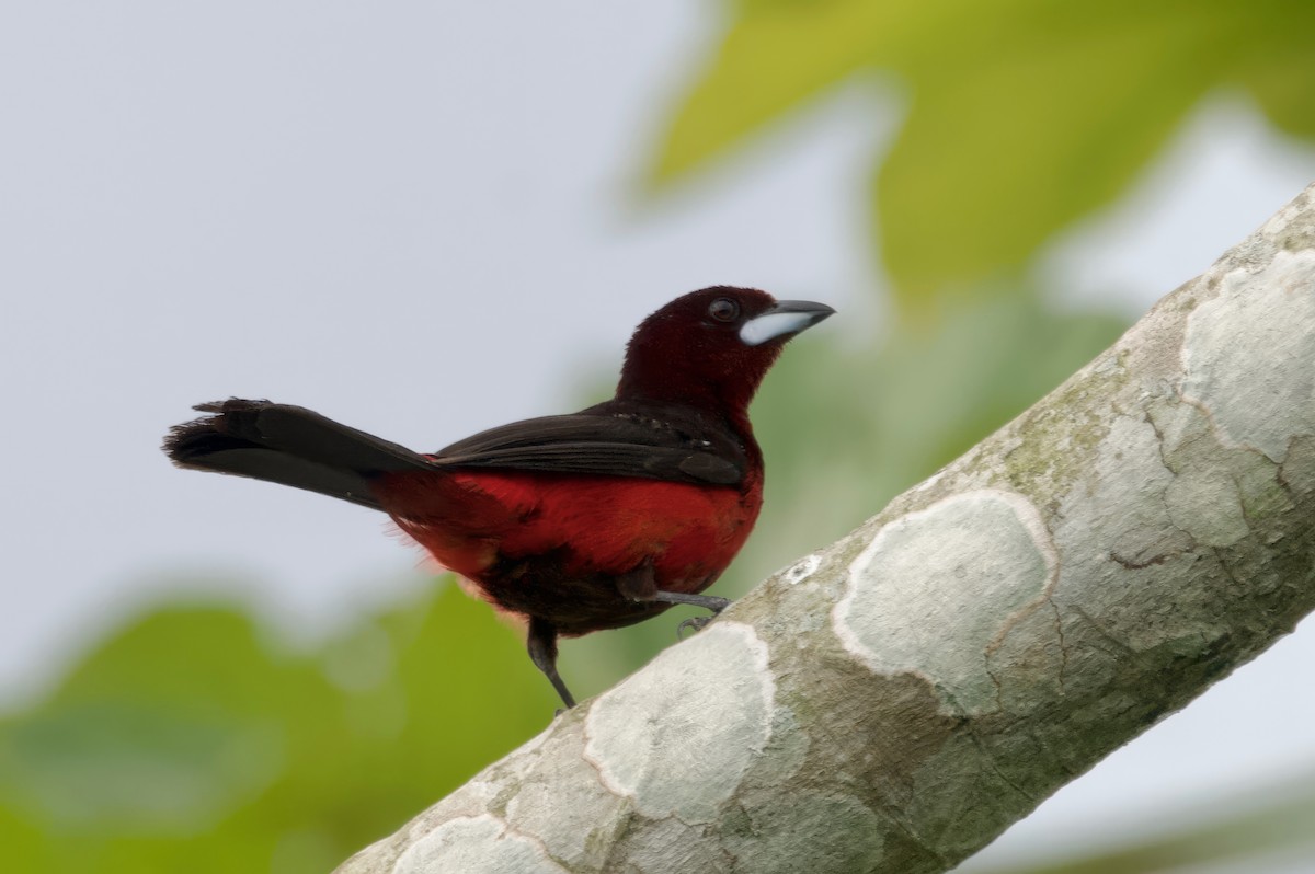 Black-bellied Tanager - ML617315311