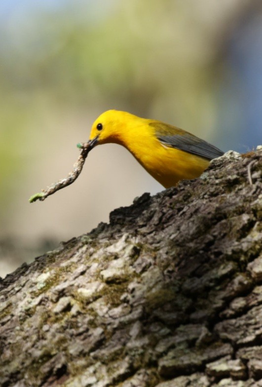 Prothonotary Warbler - ML617315323