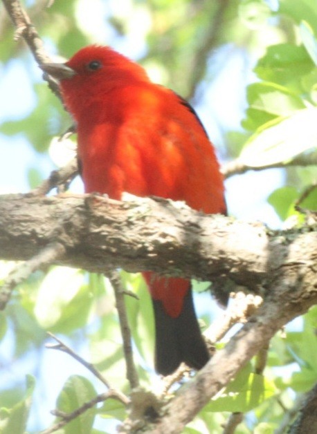Scarlet Tanager - ML617315383