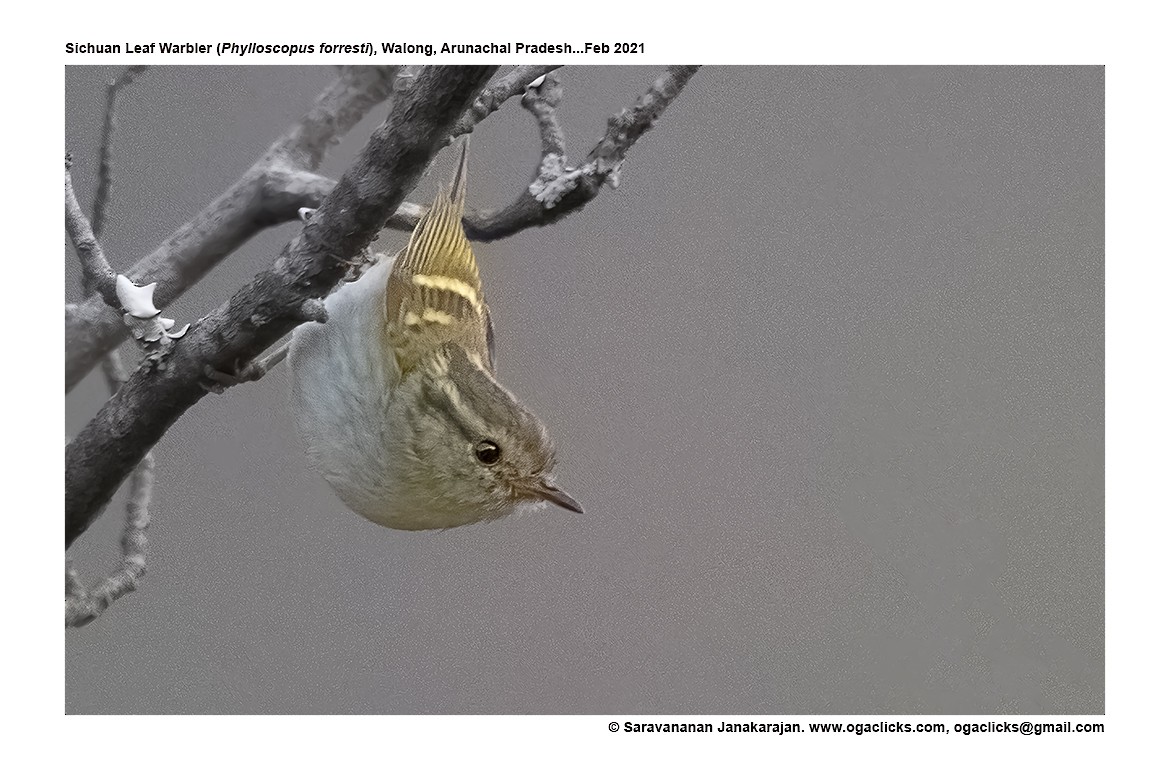 Sichuan Leaf Warbler - ML617315426
