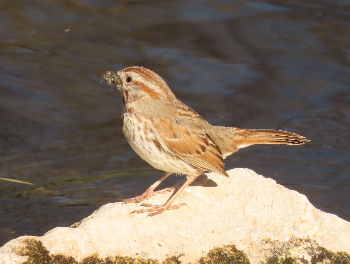 Song Sparrow (fallax Group) - ML617315555