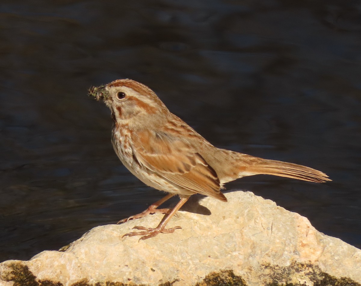 Song Sparrow (fallax Group) - ML617315584