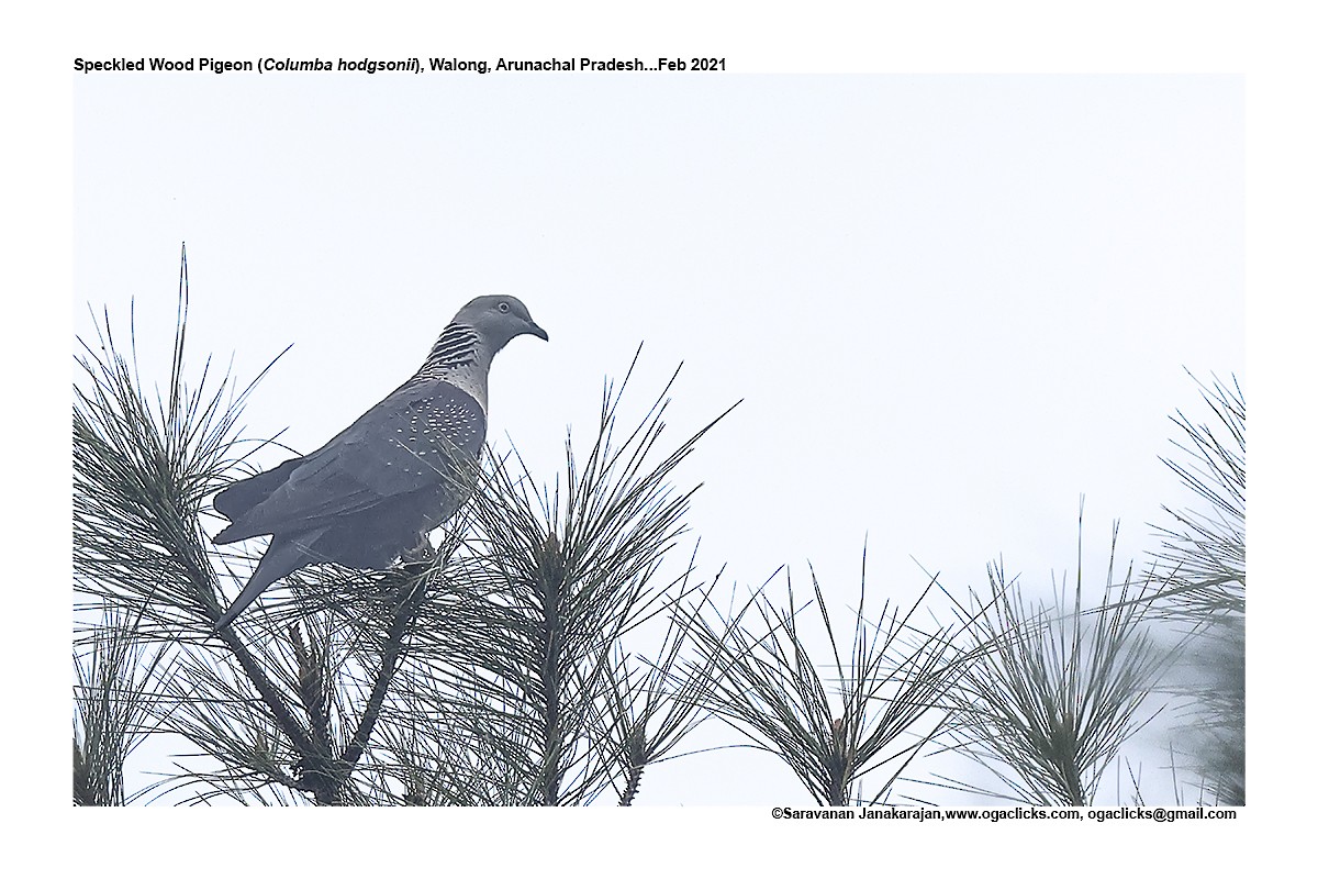 Speckled Wood-Pigeon - Saravanan Janakarajan