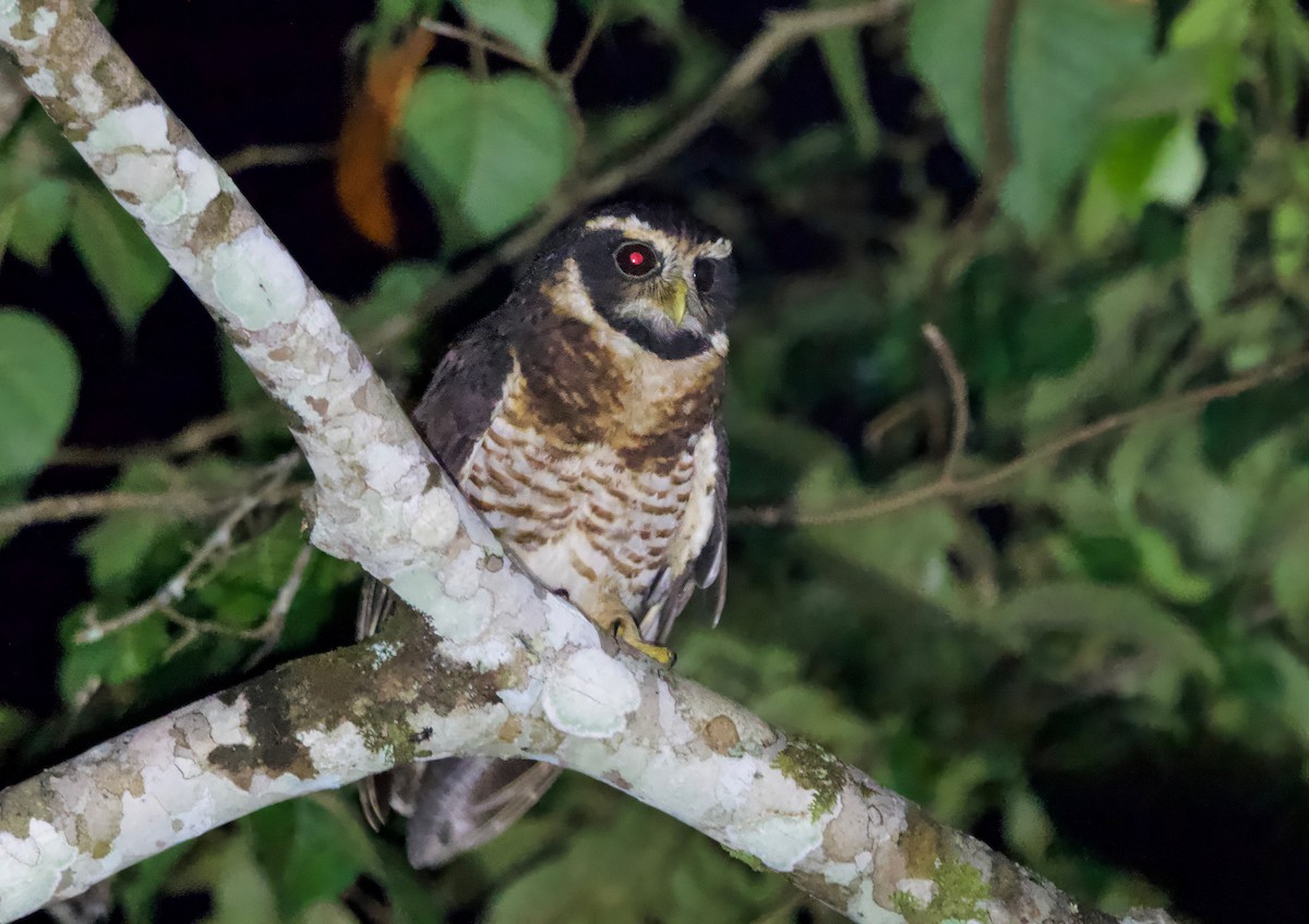 Band-bellied Owl - ML617315628