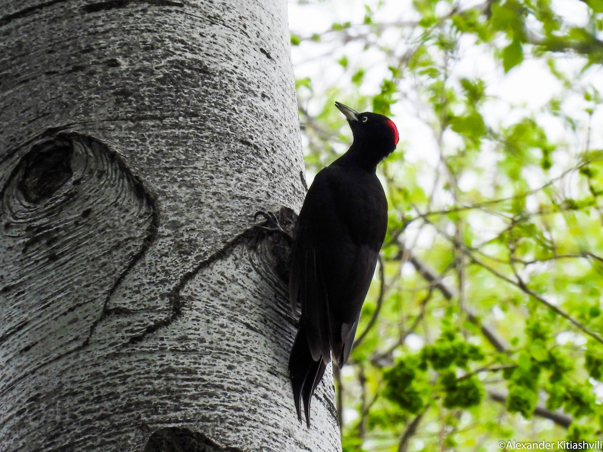 Black Woodpecker - ML617315651