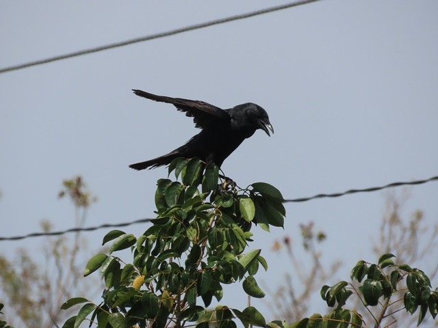 Corvus sp. (crow sp.) - ML617315669