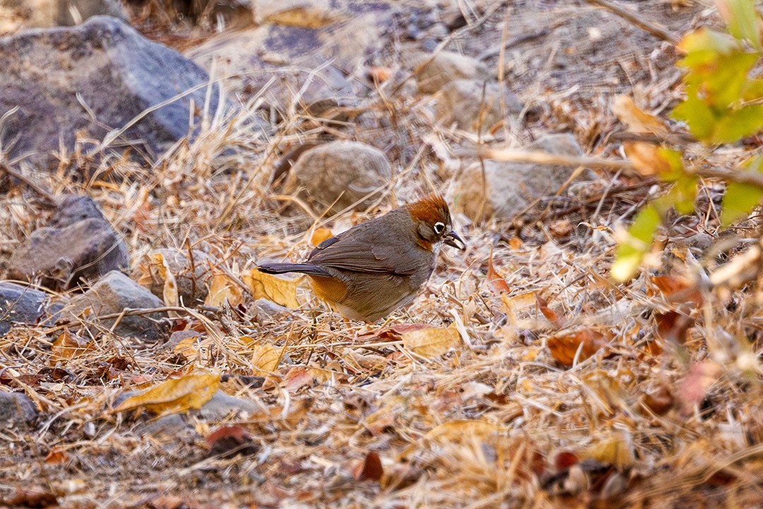 Rusty-crowned Ground-Sparrow - ML617315757