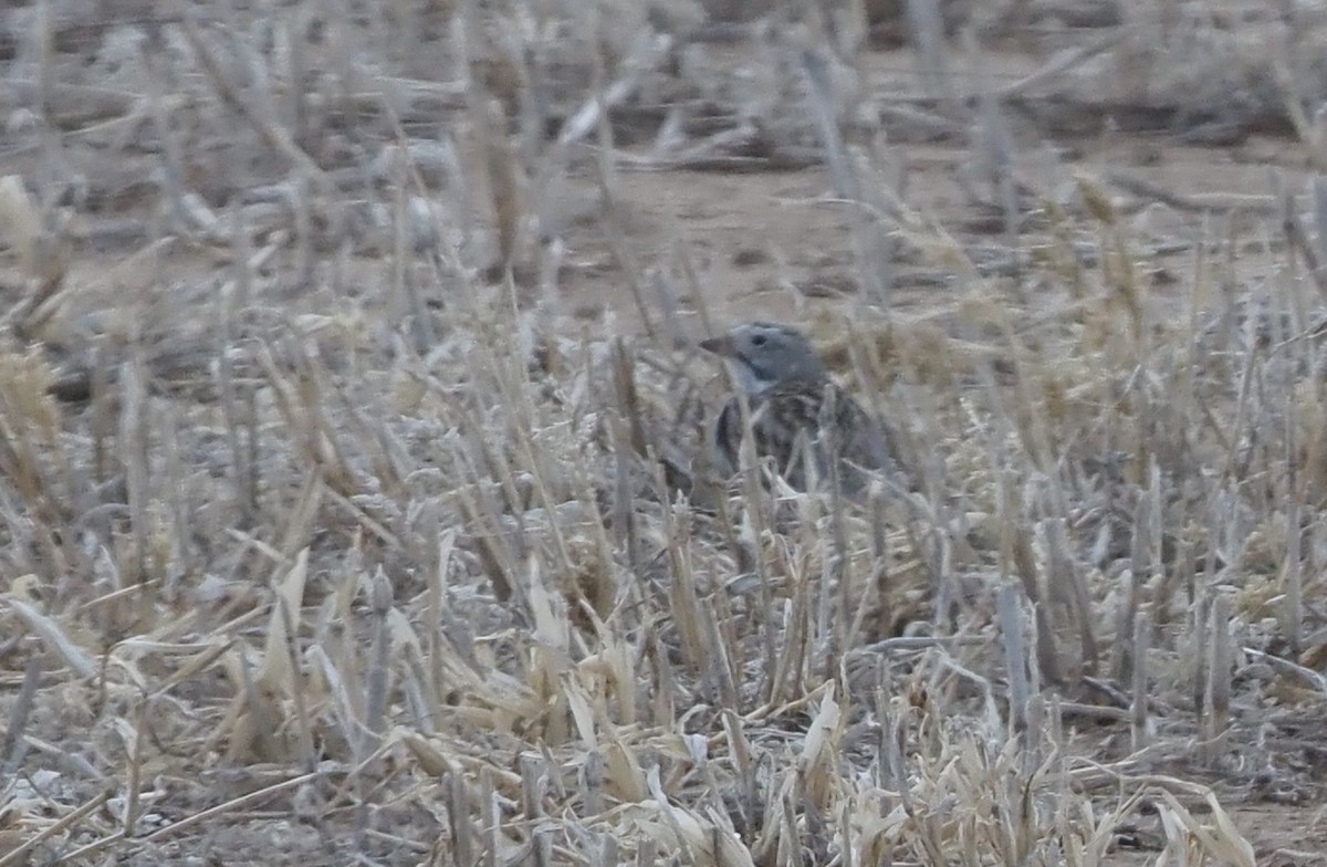 Thick-billed Longspur - ML617315883