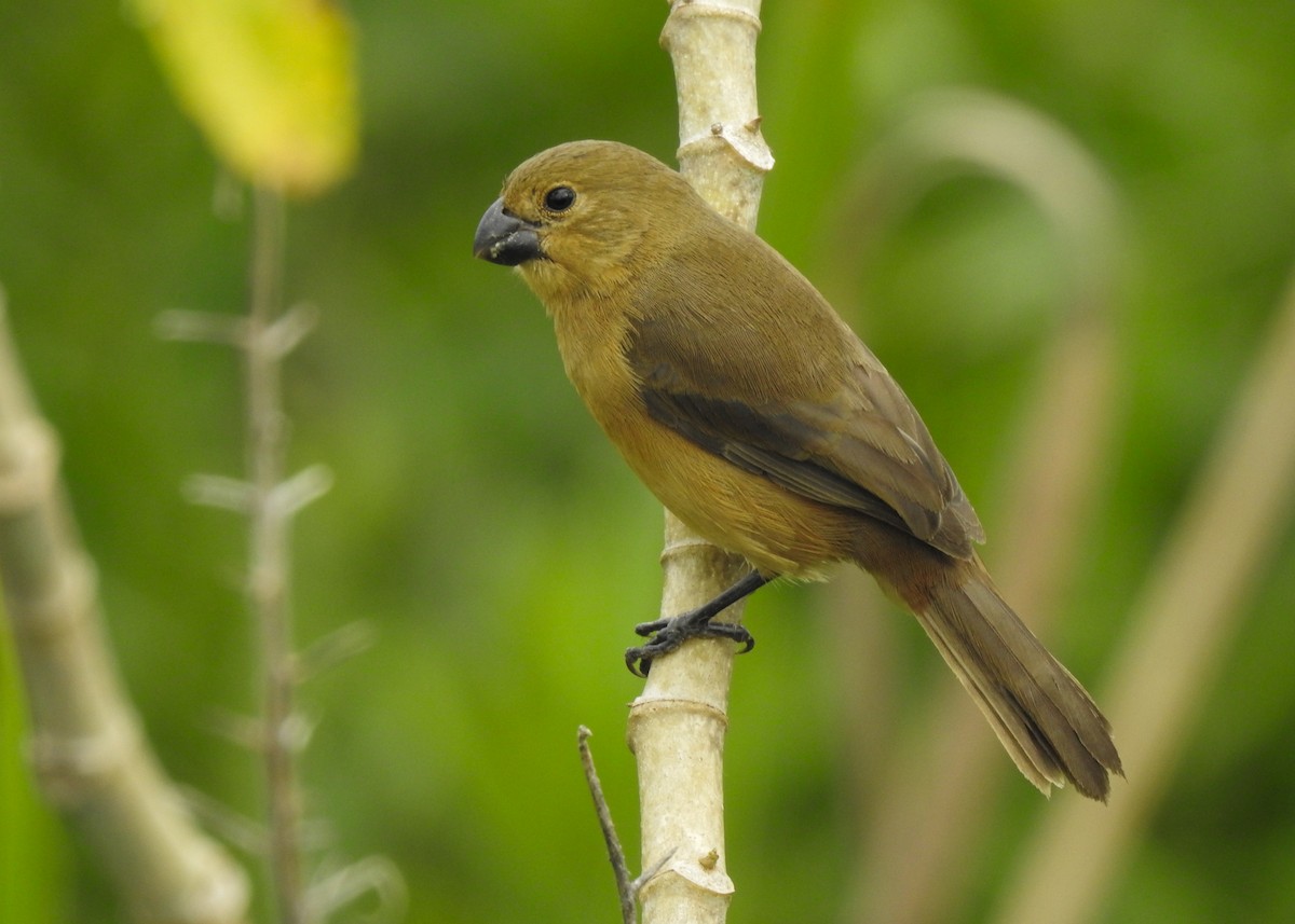 White-bellied Seedeater - ML617315935
