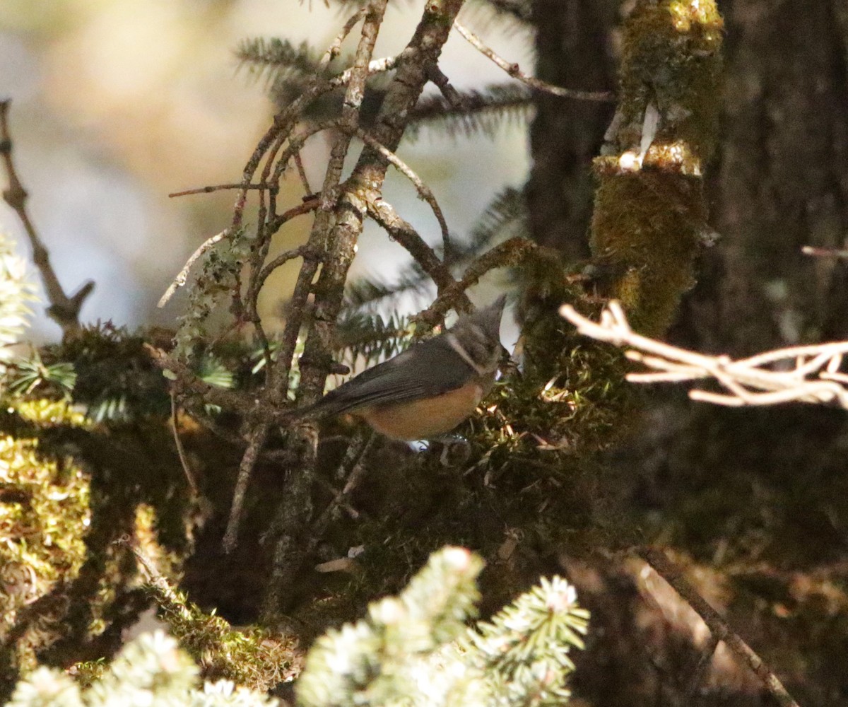 Gray-crested Tit - ML617315964