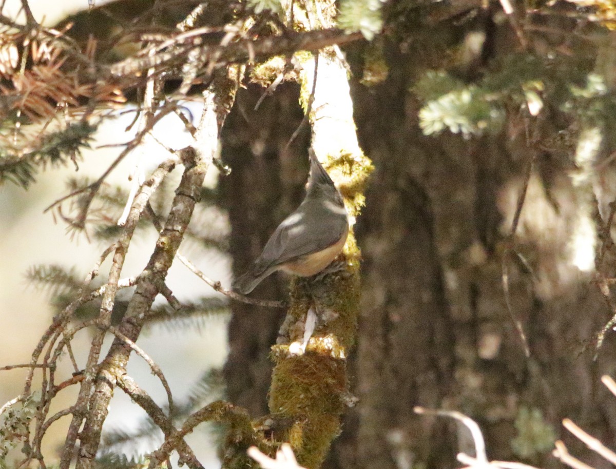 Gray-crested Tit - ML617315965