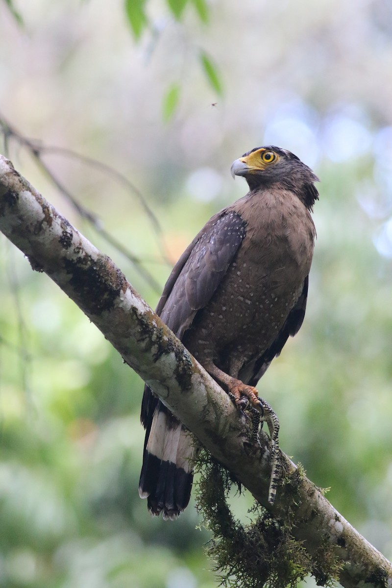 Crested Serpent-Eagle - ML617316116
