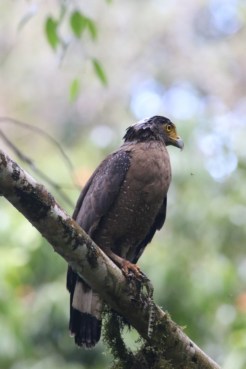 Crested Serpent-Eagle - ML617316149