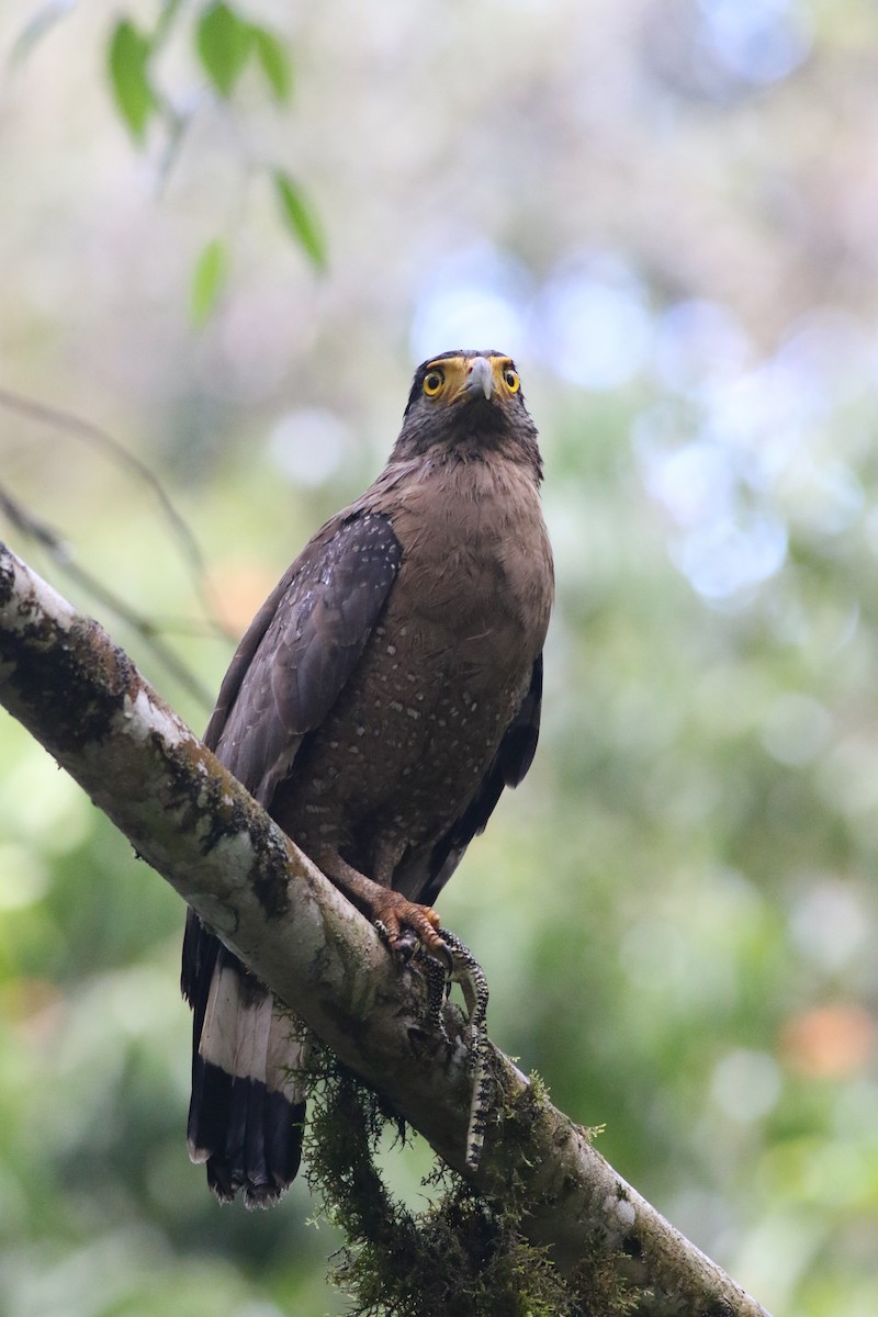 Crested Serpent-Eagle - ML617316172