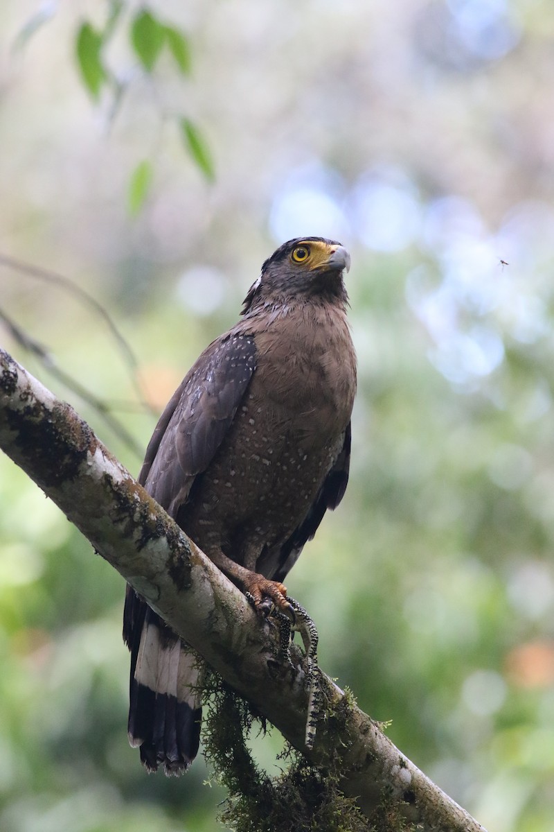 Crested Serpent-Eagle - ML617316180