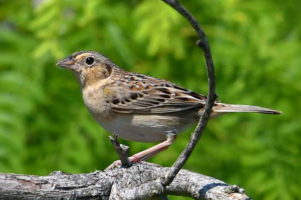 Grasshopper Sparrow - ML617316237