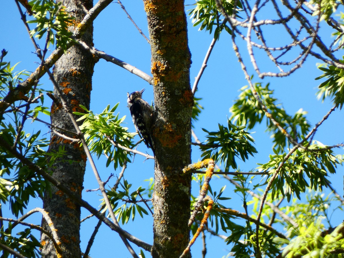 Lesser Spotted Woodpecker - Raúl Marín Torralba