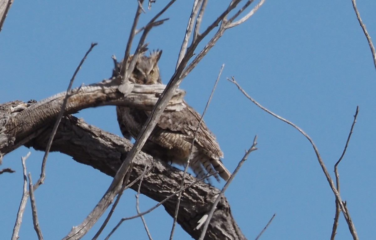 Great Horned Owl - ML617316303