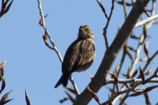 Savannah Sparrow - ML617316464