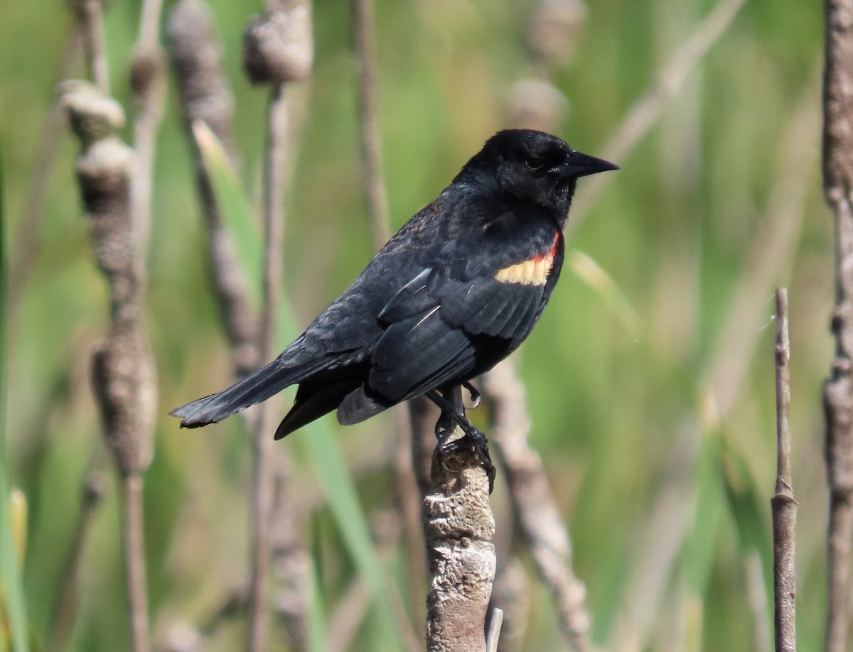 Red-winged Blackbird - Roy Netherton