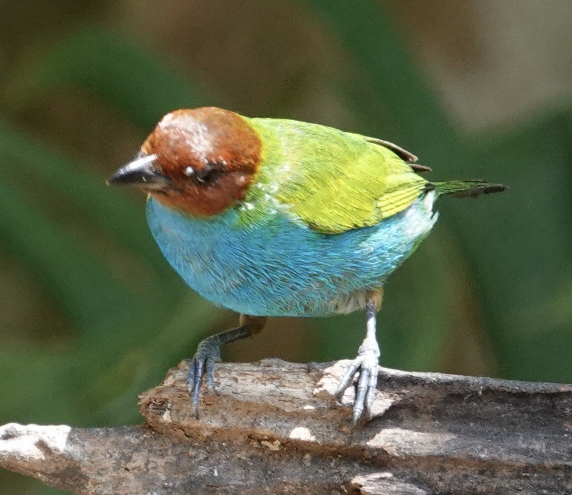 Bay-headed Tanager - Judith White