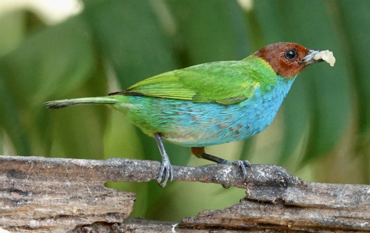 Bay-headed Tanager - ML617316895